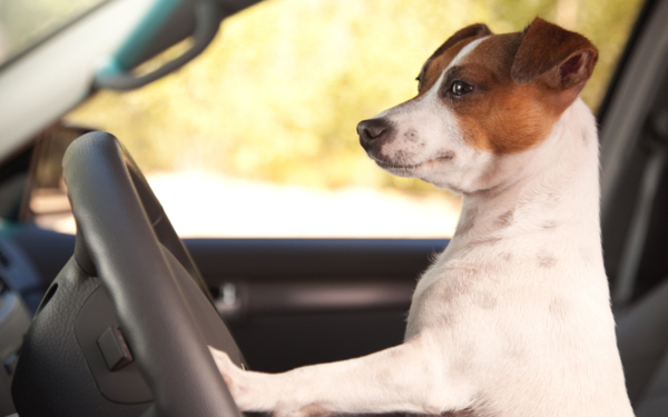 Company car finance needn't be a dogs job