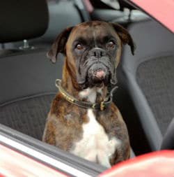 Dog in the driving seat