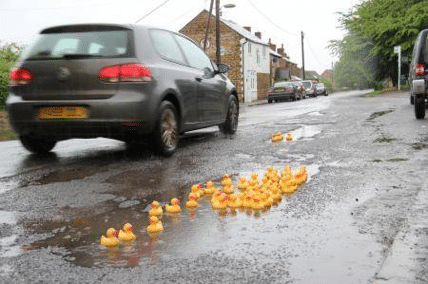 Ducks floating in potholes
